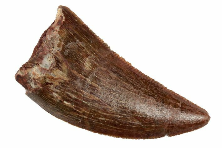 Serrated, Juvenile Carcharodontosaurus Tooth #192654